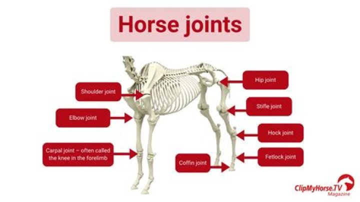 Where are the stifles on a horse?