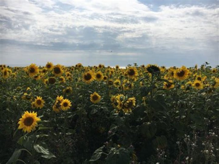Where are the sunflowers in rhossili?