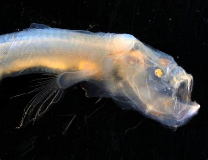 Where can you find cusk eel?