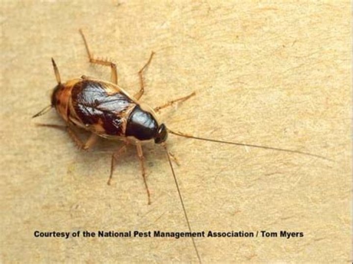 Where do brown banded roaches come from?