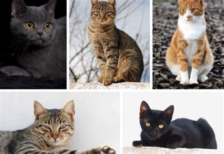 Where do cats originate?