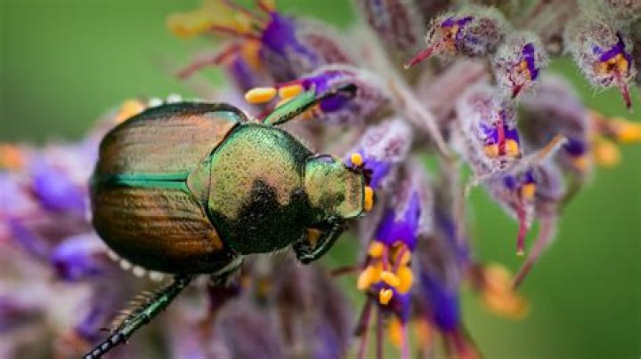 Where do chafer beetles live?