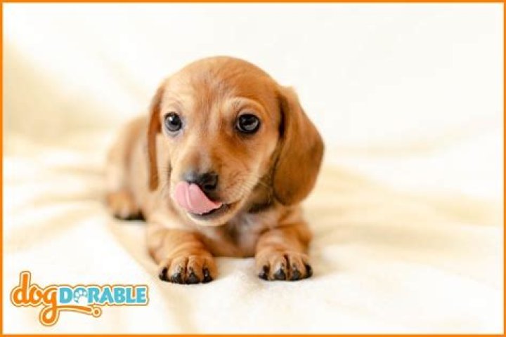 Where do dachshunds like to be pet?