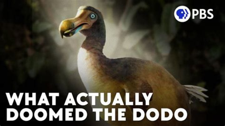 Where do dodos come from?