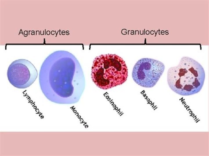 Where do granulocytes come from?