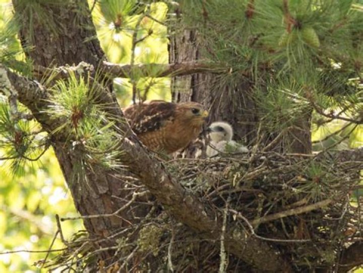 Where do hawk live?