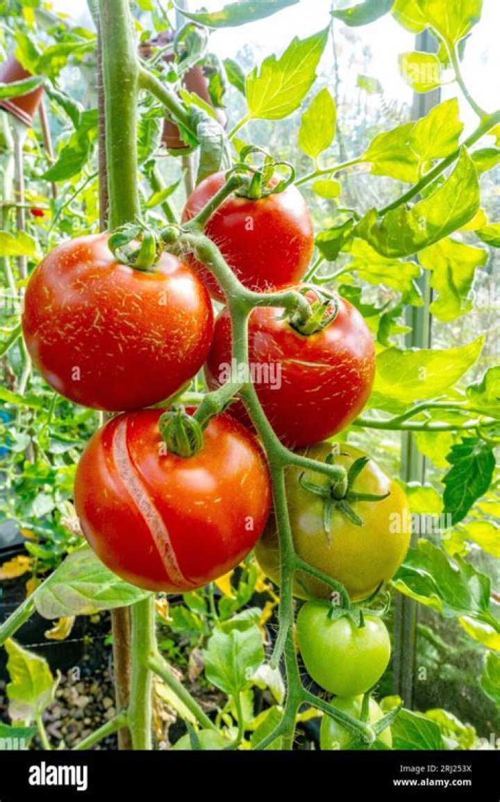Where do tomato trusses grow?