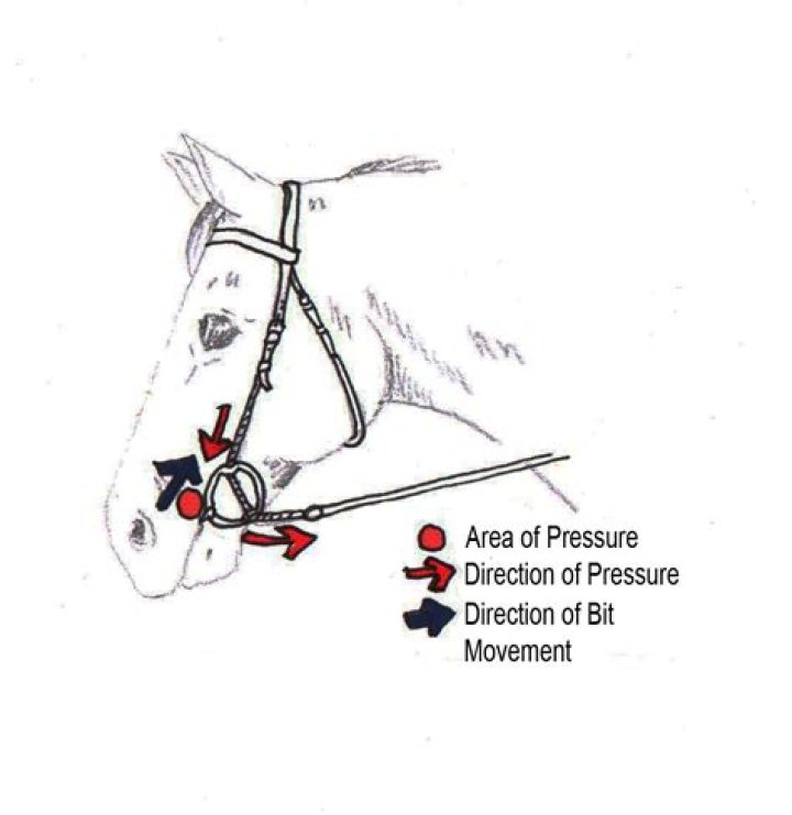 Where does a snaffle bit apply pressure?
