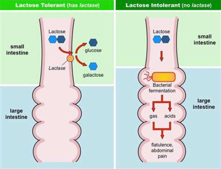Where does lactase work in the body?