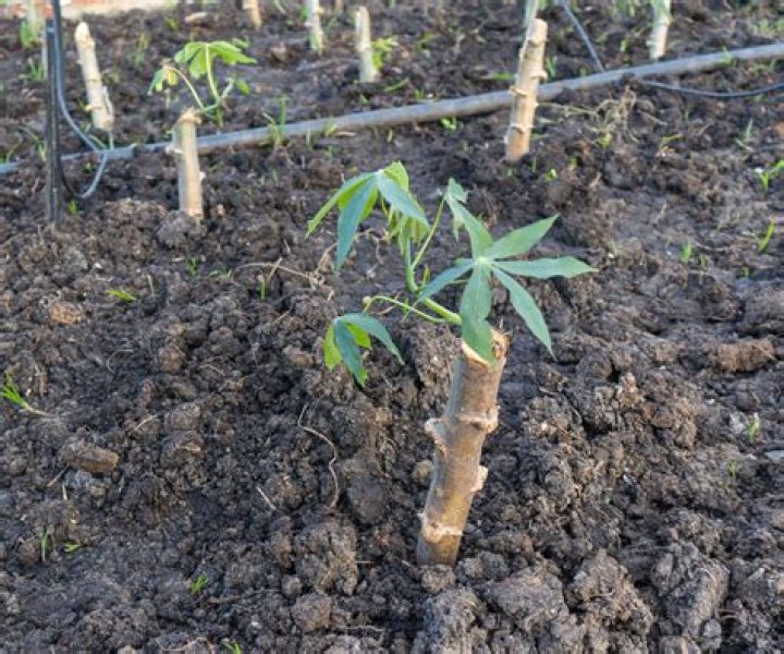 Where does manioc grow?