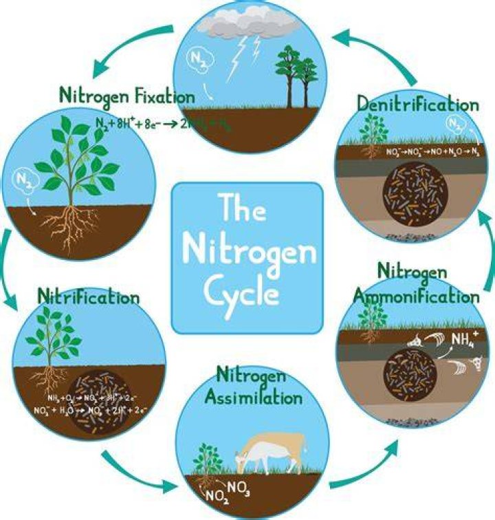 Where does nitrification occur?