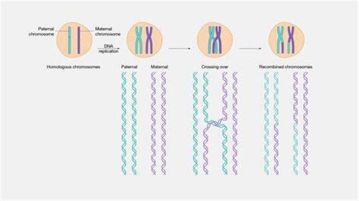 Where does recombination occur?