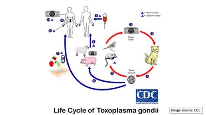 Where does toxoplasma gondii come from?