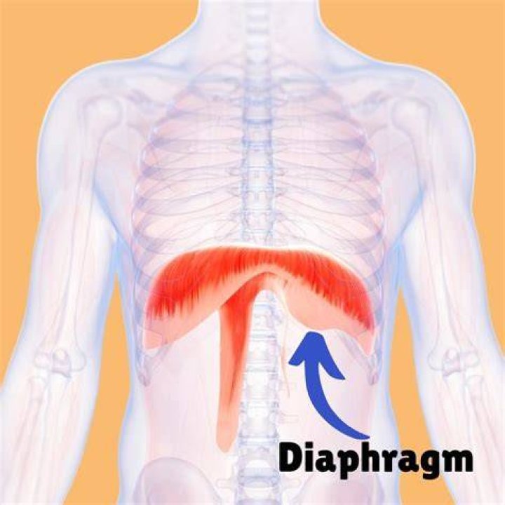 Where is the diaphragm and stomach?