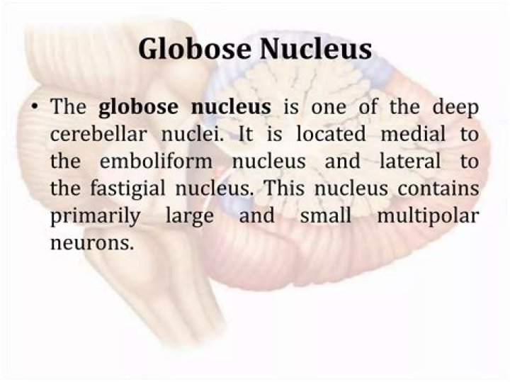 Where is the globose nucleus located?