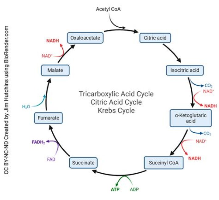 Where is the tricarboxylic acid cycle?