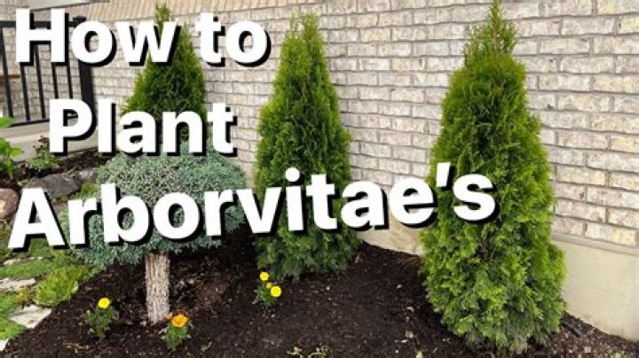 Where to plant arborvitae?