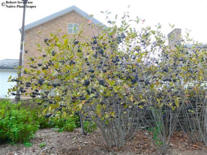 Where to plant chokeberry?