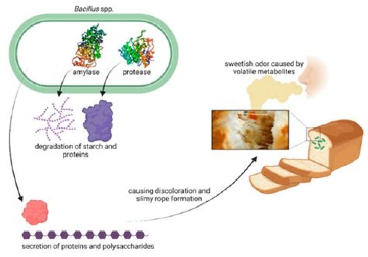 Which acid is used to control ropiness in bread?