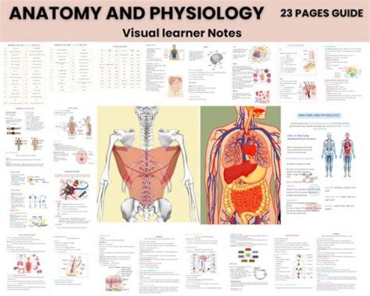 Which anatomy and physiology?