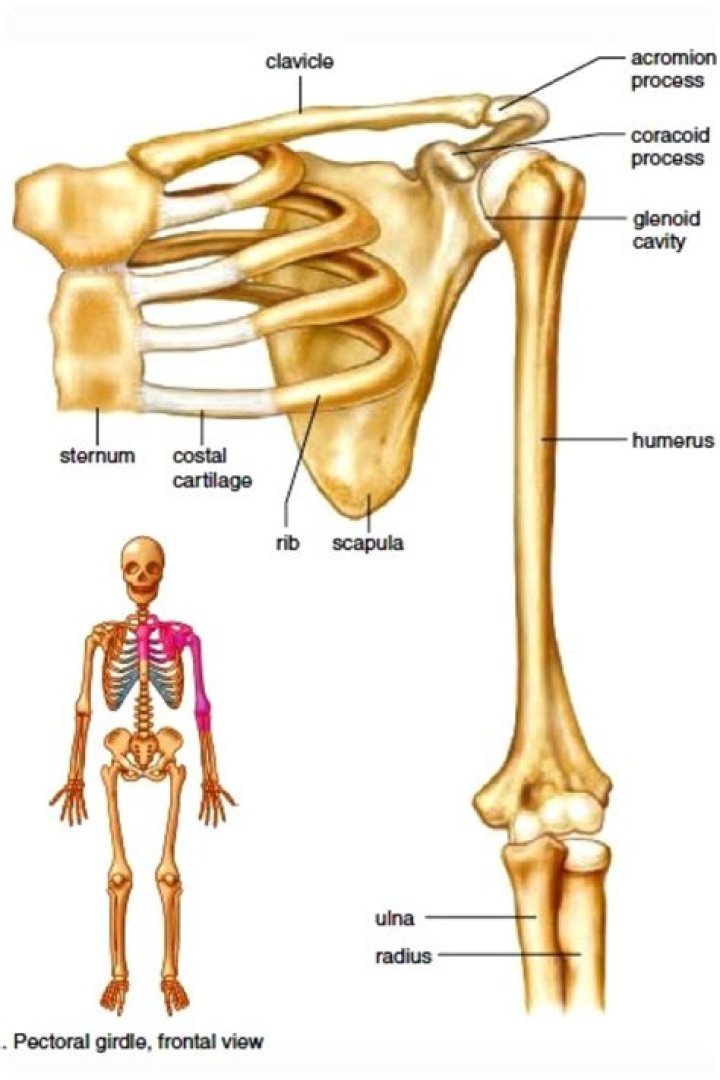 Which bones compose the pectoral girdle?