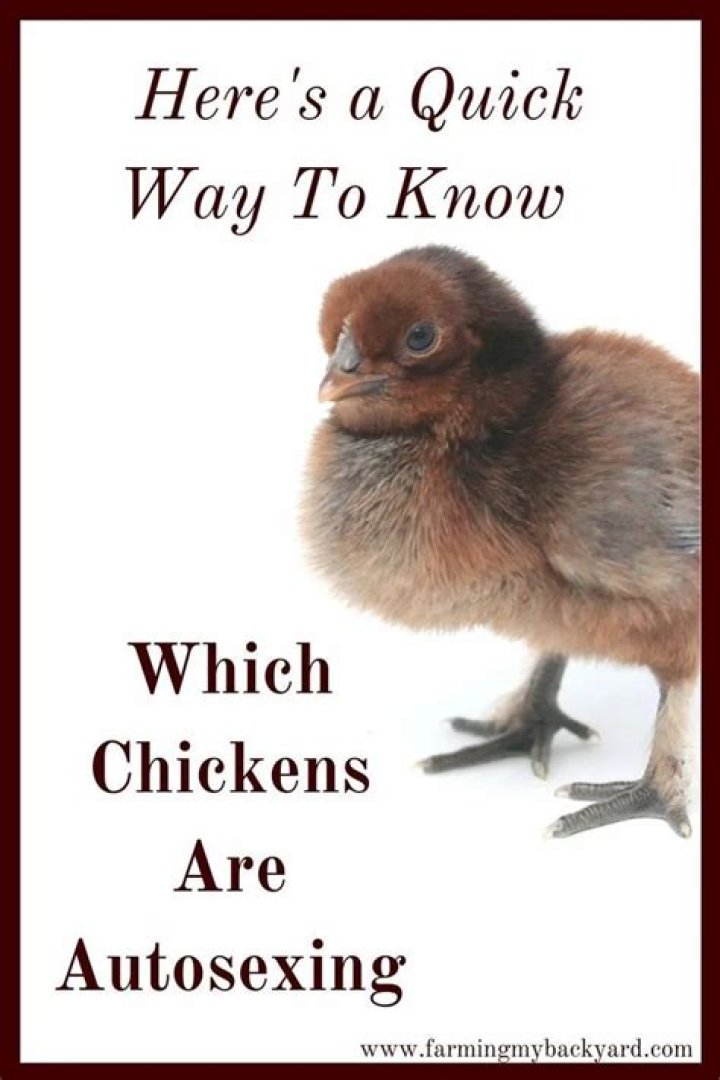 Which chickens are autosexing?