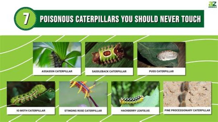 Which fuzzy caterpillars are dangerous?