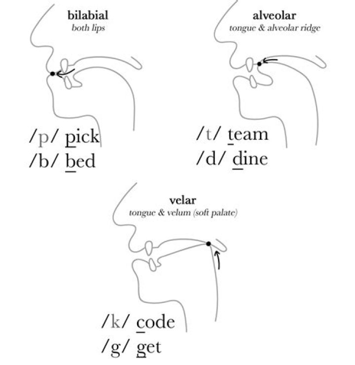 Which is an example of a plosive?