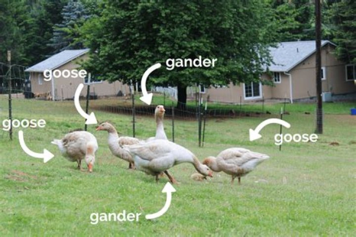 Which is the goose and which is the gander?