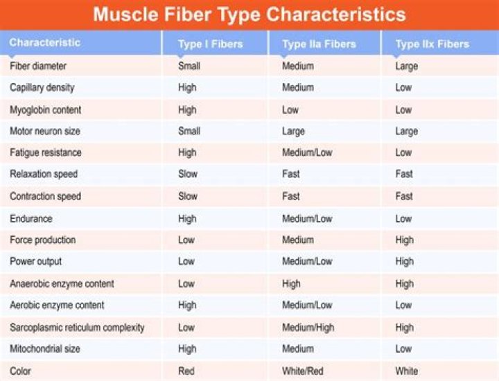 Which muscle fiber type is most fatigable?