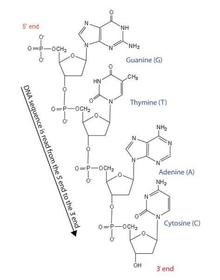 Which nucleotides polymerize to form a nucleic acid?