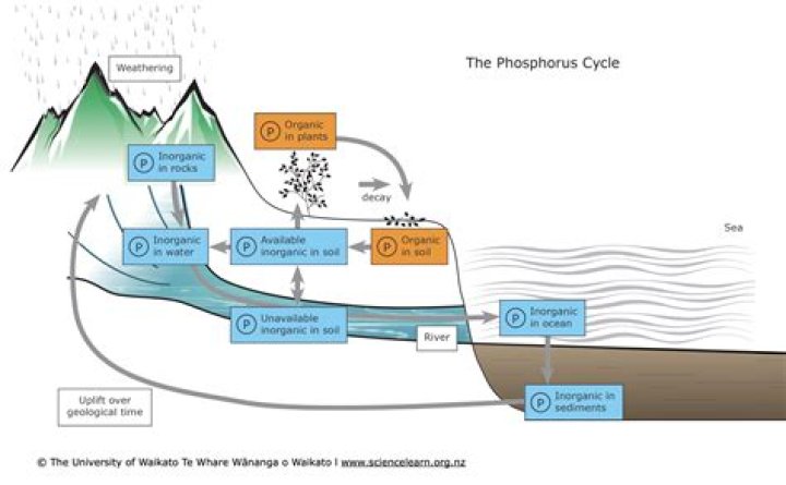 Which of the following are important storages of phosphorus?
