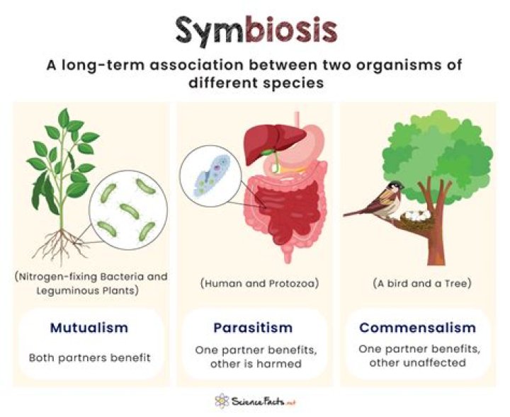 Which of the following are types of symbiosis?