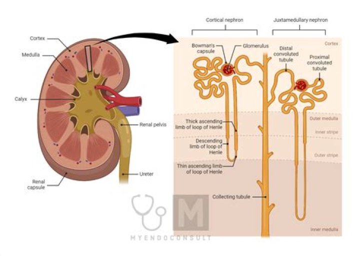 Which of the following is a correct definition of renal autotransplantation?