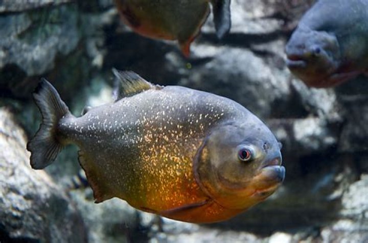 Which piranhas are dangerous?