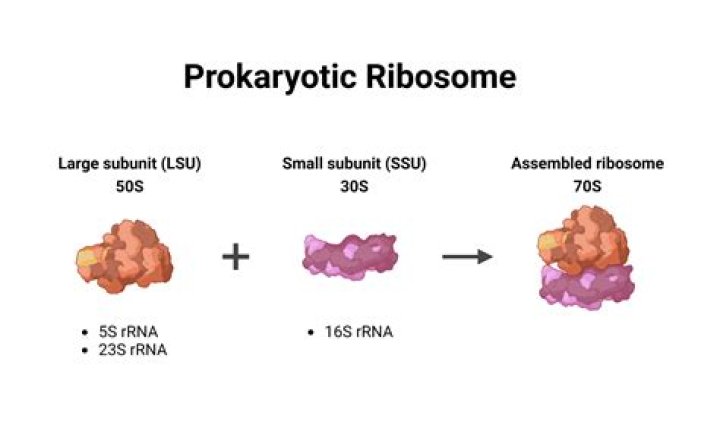 Which ribosome is found in prokaryotic cells?