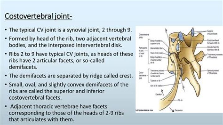 Which vertebrae have costovertebral joints?