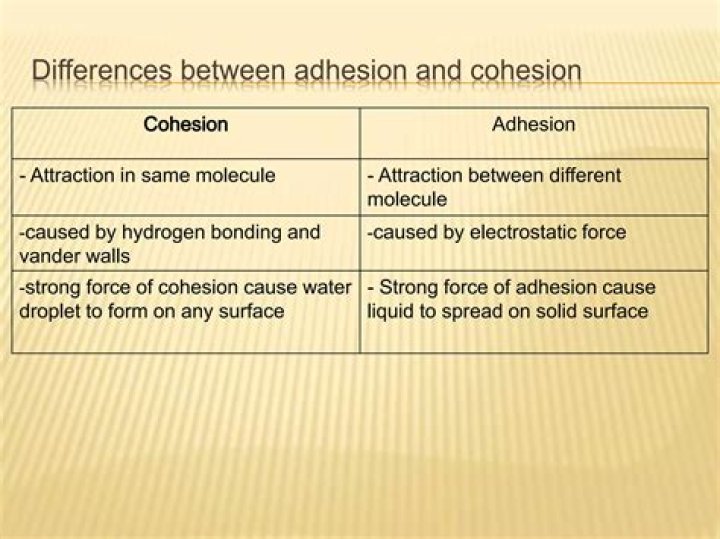 Who discovered adhesion and cohesion?