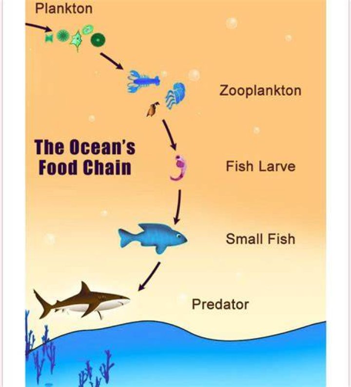 Who eats zooplankton in food chain?