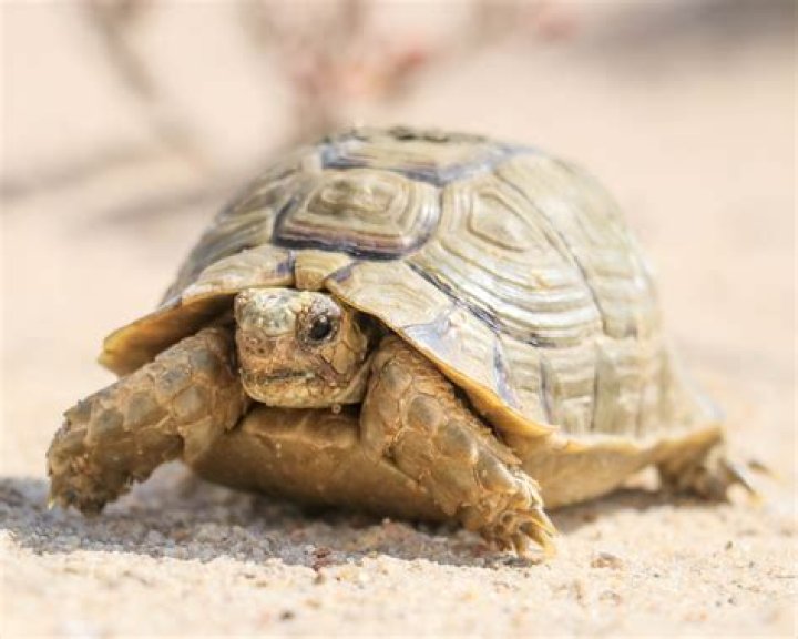 Who is small tortoise?