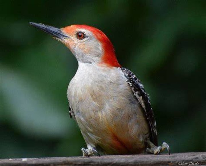 Who named the red bellied woodpecker?