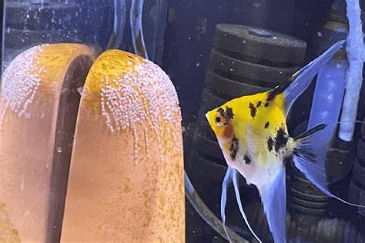 Why angelfish eat their eggs?