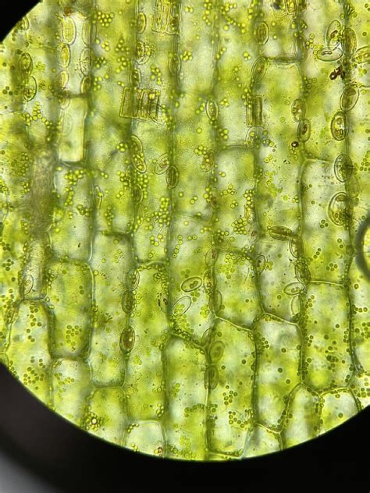 Why are elodea cells rectangular?