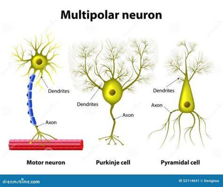 Why are interneurons multipolar?