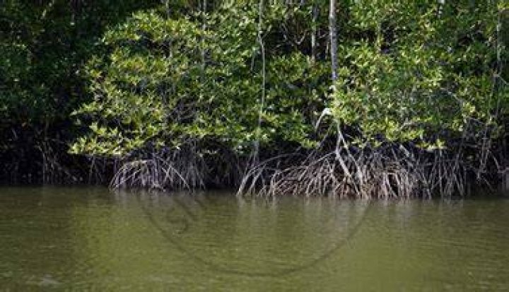 Why are littoral forest called tidal forest?