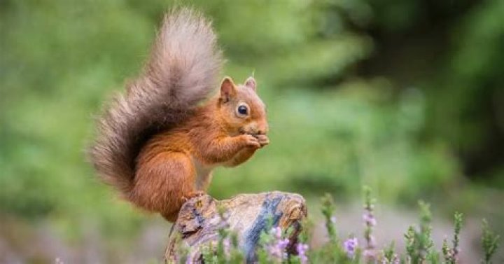 Why are squirrels twitchy?
