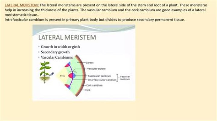Why cambium is considered a lateral meristem?