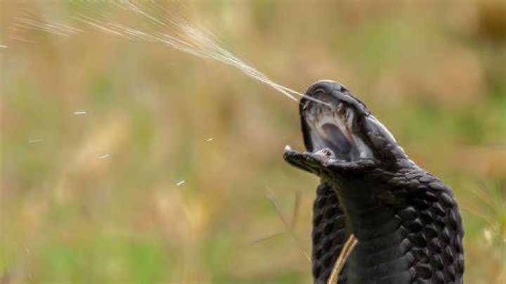 Why do cobras spit?