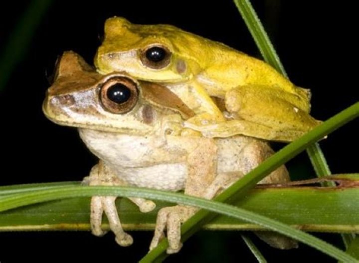 Why do frogs croak at night?