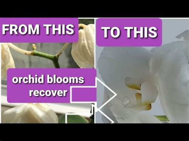 Why do orchids stop blooming?